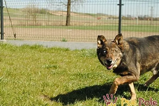 MATI-bardzo kochany, pogodny, wesoły niewidomy psiak-prosimy o dom, adopcja, Małopolskie, Kraków