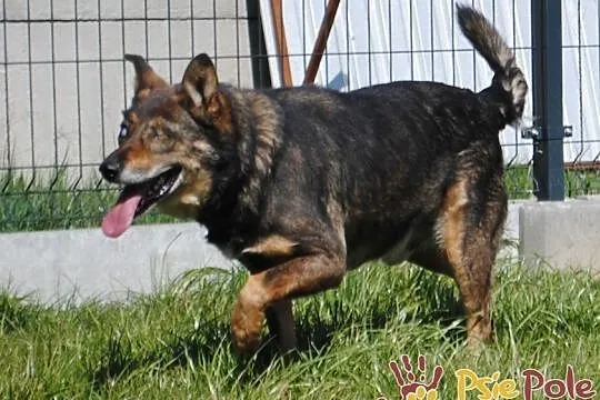 MATI-bardzo kochany, pogodny, wesoły niewidomy psiak-prosimy o dom, adopcja, Małopolskie, Kraków