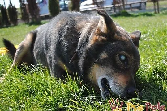 MATI-bardzo kochany, pogodny, wesoły niewidomy psiak-prosimy o dom, adopcja, Małopolskie, Kraków