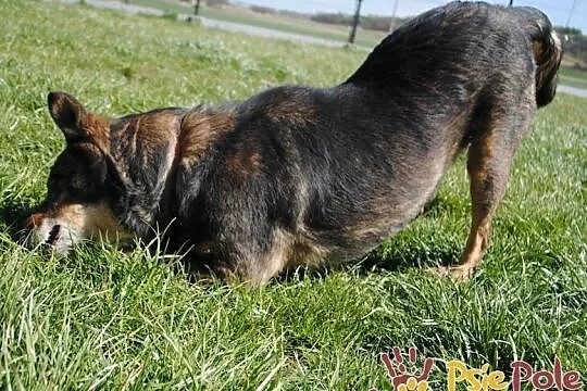 MATI-bardzo kochany, pogodny, wesoły niewidomy psiak-prosimy o dom, adopcja, Małopolskie, Kraków