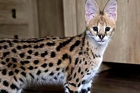 Serwal Afrykański (Leptailurus serval) - przepiękna kotka, bardzo przyjazna