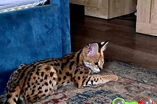 Serwal Afrykański (Leptailurus serval) - przepiękna kotka, bardzo przyjazna, Śląskie, Katowice