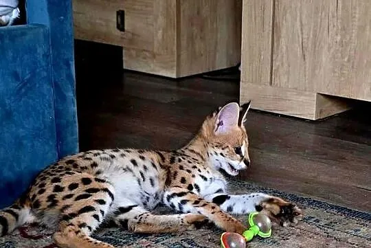 Serwal Afrykański (Leptailurus serval) - przepiękna kotka, bardzo przyjazna, Śląskie, Katowice
