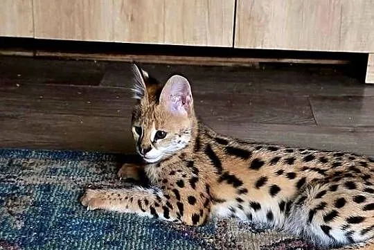 Serwal Afrykański (Leptailurus serval) - przepiękna kotka, bardzo przyjazna, Śląskie, Katowice