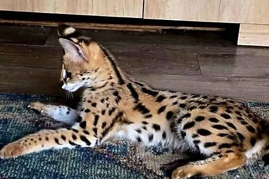 Serwal Afrykański (Leptailurus serval) - przepiękna kotka, bardzo przyjazna, Śląskie, Katowice