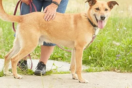 Kolt PILNIE szuka domu !