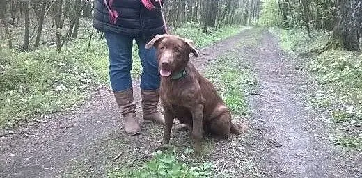 Suczka w typie labradora do ADOPCJI !!!!, mazowie