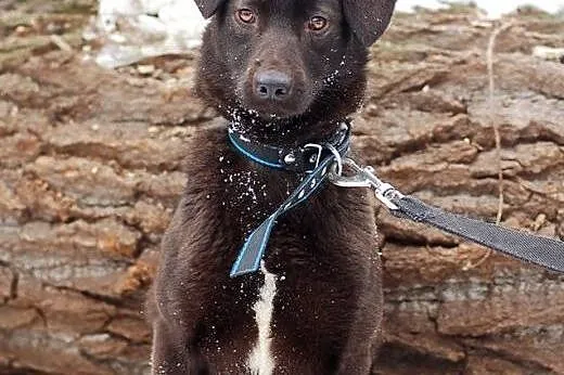 Lima- czekoladowa mini labradroka z domu tymczasowego FILMIK,  łódzkie Łódź