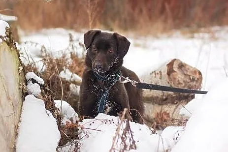 Lima- czekoladowa mini labradroka z domu tymczasow
