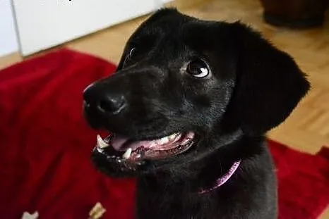 Lima- czekoladowa mini labradroka z domu tymczasow