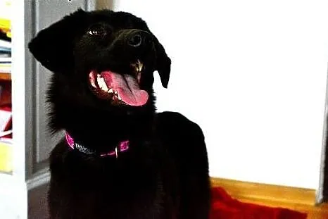 Lima- czekoladowa mini labradroka z domu tymczasow