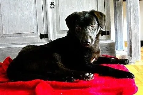 Lima- czekoladowa mini labradroka z domu tymczasow
