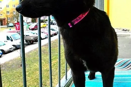 Lima- czekoladowa mini labradroka z domu tymczasow