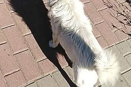 Widziany mały biały pies w remberowie