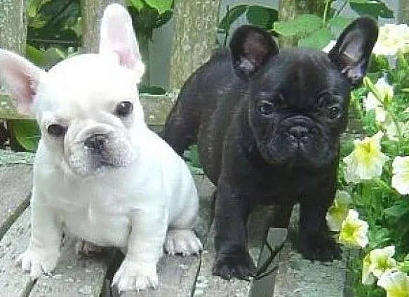 Buldog Francuski*PRZEŚLICZNE buldożki*, Warmińsko-mazurskie, Olsztyn