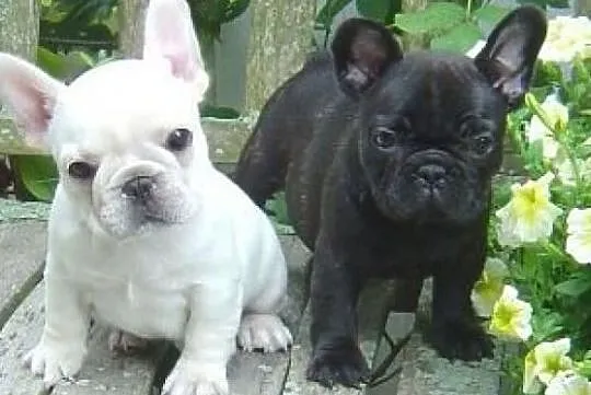 Buldog Francuski*PRZEŚLICZNE buldożki*, Warmińsko-mazurskie, Olsztyn