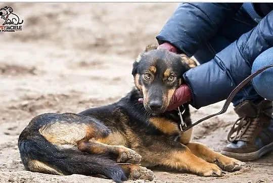 Karmel, młody piesek szuka domu