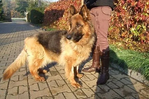 Błagamy o Dom dla umierającej Karinki! (schronisko