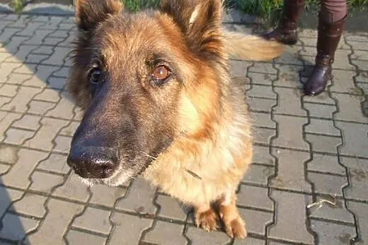 Błagamy o Dom dla umierającej Karinki! (schronisko