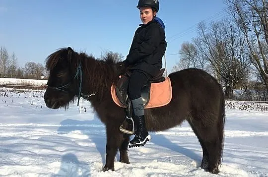 Kupię/odrobię klacz SP, Śląską lub Źimnokrwistą ew.dzierżawa/dożywocie cała Polska.