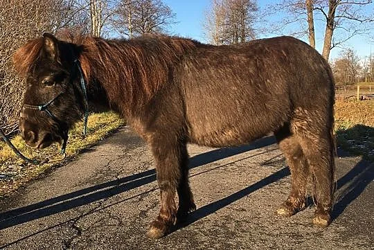 Kupię/odrobię klacz SP, Śląską lub Źimnokrwistą ew.dzierżawa/dożywocie cała Polska., , 