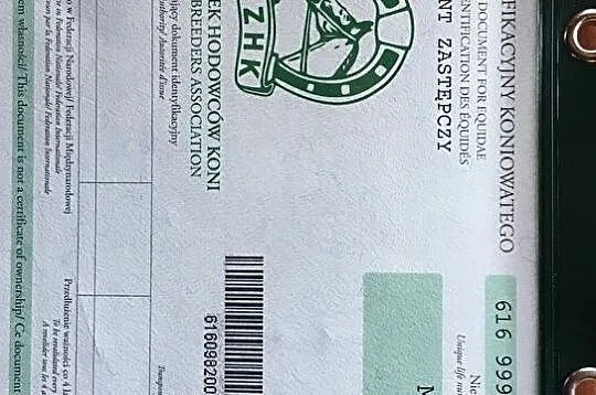 Kupię/odrobię klacz SP, Śląską lub Źimnokrwistą ew.dzierżawa/dożywocie cała Polska., , 