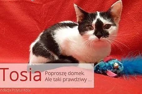 Tosia, Tosieńka..,  łódzkie Łódź
