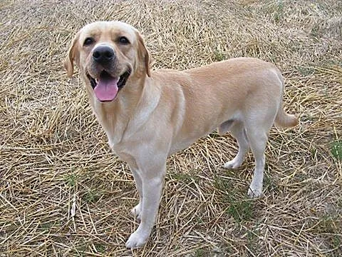 Marley biszkoptowy labrador do adopcji