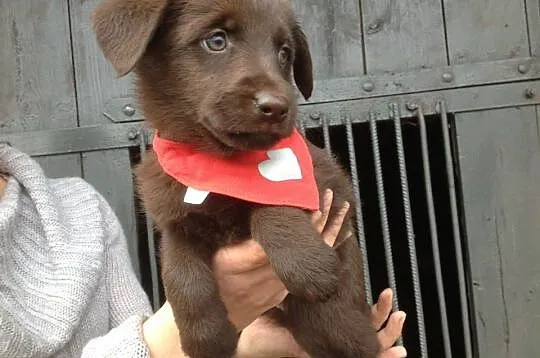 Bea,Etna i Hera do adopcji