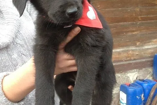 Bea,Etna i Hera do adopcji