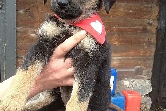 Bea,Etna i Hera do adopcji