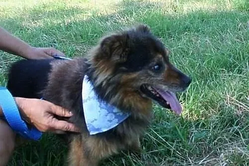 Billi do adopcji