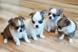 Chihuahua Piekny miniaturowe szczenieta Chihuahua, Kazimierz Dolny