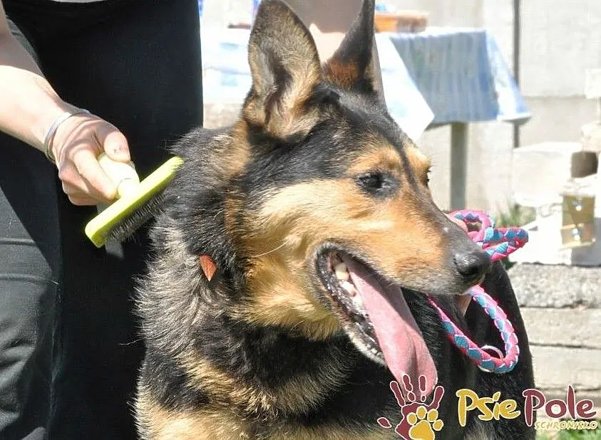 ADMIRAŁ - Piękny pies w typie owczarka niemieckiego do adopcji, Niewidomy, Małopolskie, Kraków