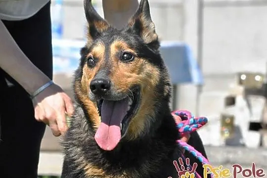 ADMIRAŁ - Piękny pies w typie owczarka niemieckiego do adopcji, Niewidomy, Małopolskie, Kraków