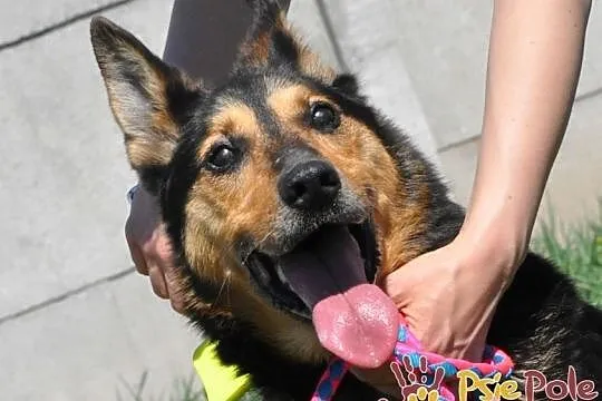 ADMIRAŁ - Piękny pies w typie owczarka niemieckiego do adopcji, Niewidomy, Małopolskie, Kraków
