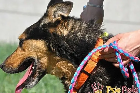 ADMIRAŁ - Piękny pies w typie owczarka niemieckiego do adopcji, Niewidomy, Małopolskie, Kraków