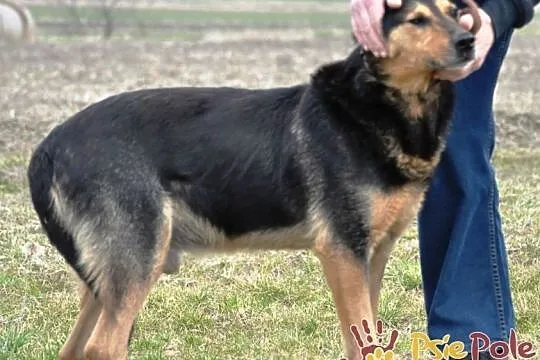 ADMIRAŁ - Piękny pies w typie owczarka niemieckiego do adopcji, Niewidomy, Małopolskie, Kraków