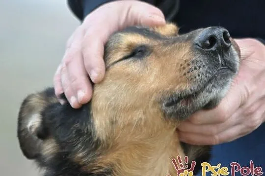 ADMIRAŁ - Piękny pies w typie owczarka niemieckiego do adopcji, Niewidomy, Małopolskie, Kraków