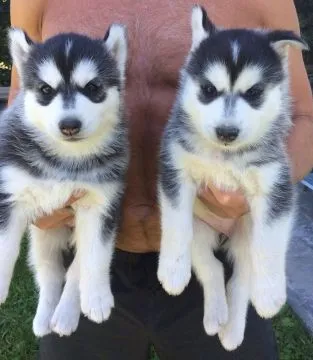 Słodkie szczenięta Siberian Husky. Napisz do nas na WhatsApp: +27848239748, , Hamernia