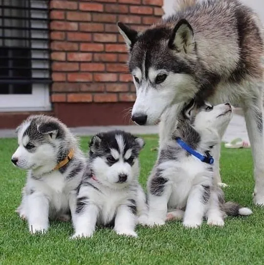 Słodkie szczenięta Siberian Husky. Napisz do nas na WhatsApp: +27848239748