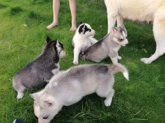 Słodkie szczenięta Siberian Husky. Napisz do nas na WhatsApp: +27848239748, , Hamernia