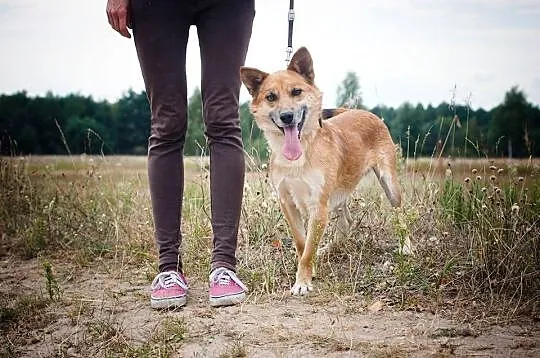 Przepiękny Rudy, przyjazny psiak o mądrym spojrzen
