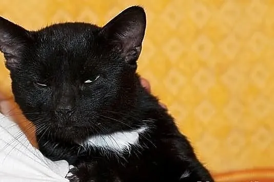 Semirek - takiego namolniaka świat jeszcze nie wid