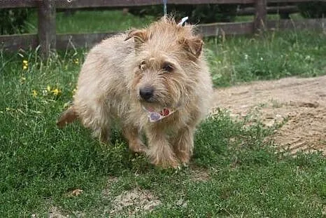 Malutki TOBI Norfolk Terrier do adopcji,  Teriery , cała Polska