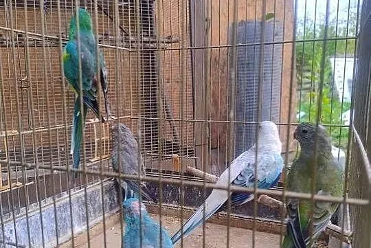 Sprzedam świergotki, Śląskie, Dąbrowa Górnicza