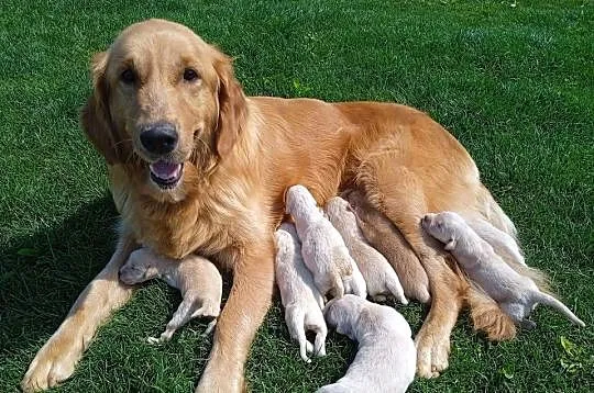 Golden retriever szczeniaki pieski, Kujawsko-pomorskie, Rusinowo