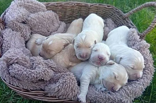 Golden retriever szczeniaki pieski, Kujawsko-pomorskie, Rusinowo