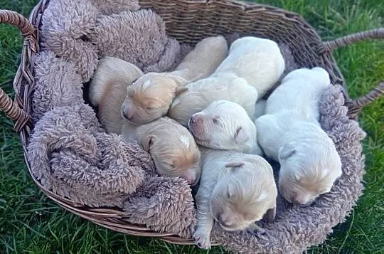 Golden retriever szczeniaki pieski, Kujawsko-pomorskie, Rusinowo
