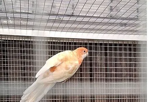 Para lęgowa rozelli królewskich, Małopolskie, Chyżne